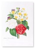 Pansies, narcissus & camellia (Pack of 2 prints)