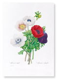 Anemone (Pack of 2 prints)