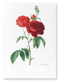 Dark red gallica roses (Pack of 2 prints)