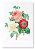 Clematis & pink rose (Pack of 2 prints)