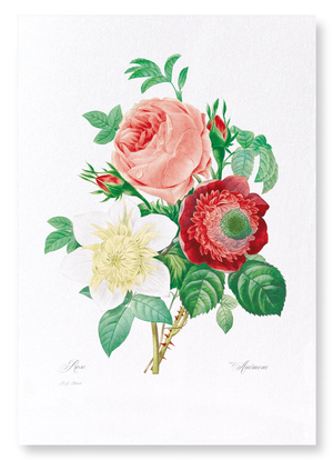 Clematis & pink rose (Pack of 2 prints)