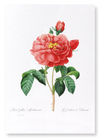 Gallica rose (Pack of 2 prints)