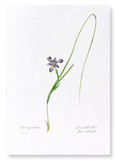 Sisyrinchium iris (Pack of 2 prints)