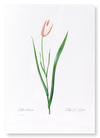 Lady tulip (Pack of 2 prints)