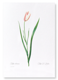 Lady tulip (Pack of 2 prints)