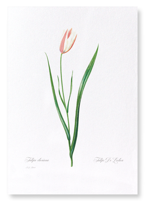 Lady tulip (Pack of 2 prints)