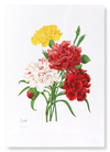 Carnation (Pack of 2 prints)