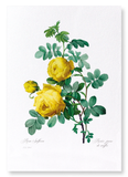 Yellow roses (Pack of 2 prints)