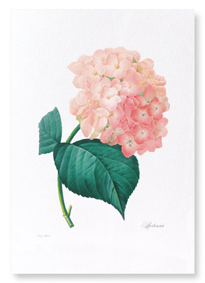 Hortensia (Pack of 2 prints)