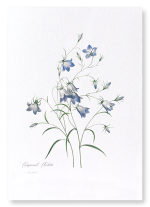 Campanula (Pack of 2 prints)