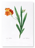 Corn lily (Pack of 2 prints)