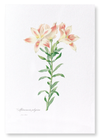 Lily of the incas (Pack of 2 prints)