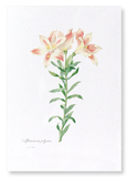 Lily of the incas (Pack of 2 prints)