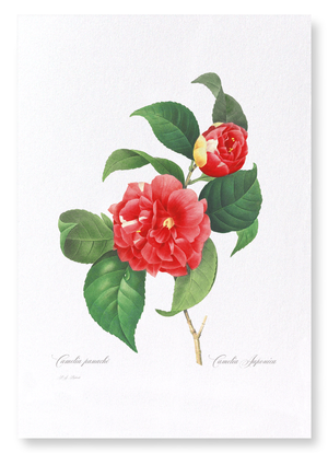 Japanese camellia (Pack of 2 prints)