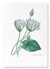 Blue lotus (Pack of 2 prints)