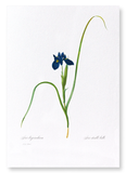 Iris lisyrinchium (Pack of 2 prints)