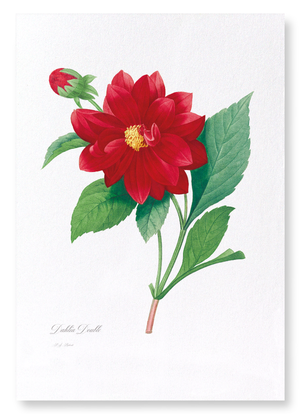 Dahlia double (Pack of 2 prints)