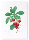 Cherry (Pack of 2 prints)