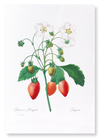 Strawberry (Pack of 2 prints)