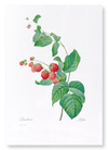 Raspberry (Pack of 2 prints)