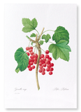 Red currants (Pack of 2 prints)