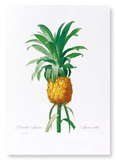 Pineapple (Pack of 2 prints)