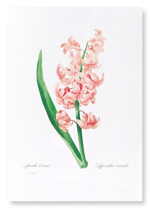 Oriental hyacinth (Pack of 2 prints)