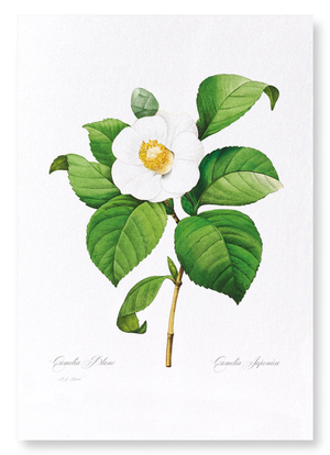 Japanese camellia (Pack of 2 prints)