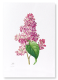 Lilac (Pack of 2 prints)