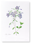 Phlox (Pack of 2 prints)