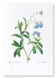 Forget me not flower (Pack of 2 prints)