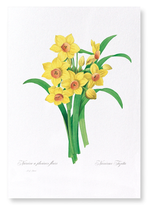 Daffodil (Pack of 2 prints)