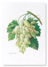 Grapes and vine leaves (Pack of 2 prints)