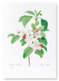 Flores mali of the apple tree (Pack of 2 prints)