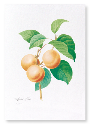 Apricot (Pack of 2 prints)