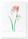 Ixia scariosa (Pack of 2 prints)