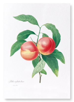 Peach No.2 (Pack of 2 prints)