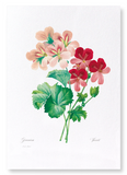 Geranium (Pack of 2 prints)