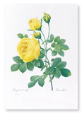 Yellow roses (Pack of 2 prints)