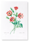 Anemone stellata (Pack of 2 prints)