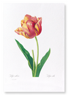 Tulip (Pack of 2 prints)