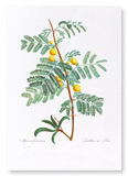 Sweet acacia (Pack of 2 prints)