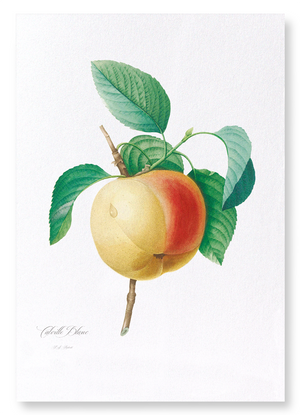 Apple (calville blanc) (Pack of 2 prints)