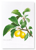 Plums on a branch  (Pack of 2 prints)