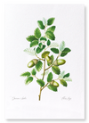 Cork oak tree acorns (Pack of 2 prints)