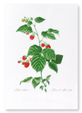 Raspberry branch  (Pack of 2 prints)