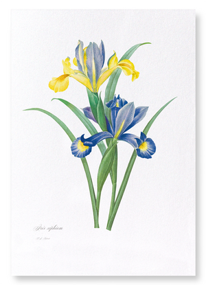 Spanish Iris (Pack of 2 prints)