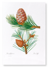 Aleppo pine & conifer cones (Pack of 2 prints)