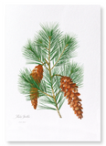 White pine (Pack of 2 prints)