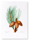 Pitch pine (Pack of 2 prints)